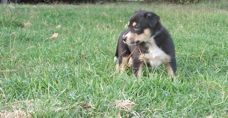 des Mauves Bruyères - Border Collie - Portée née le 01/08/2012