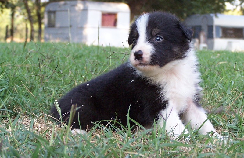 des Mauves Bruyères - Border Collie - Portée née le 07/08/2012