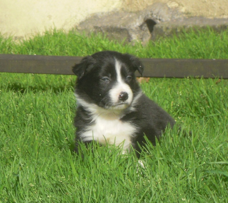 des Mauves Bruyères - Border Collie - Portée née le 06/02/2011