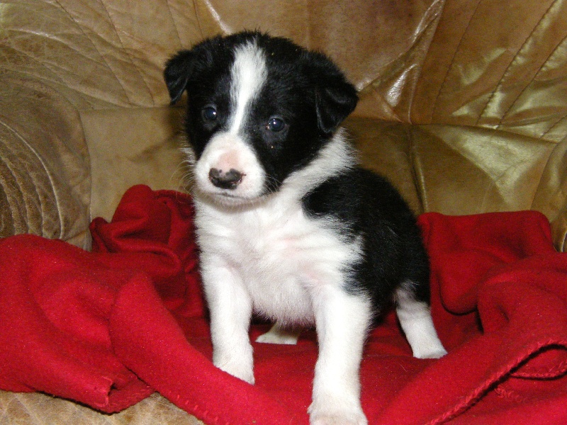 des Mauves Bruyères - Border Collie - Portée née le 07/05/2009
