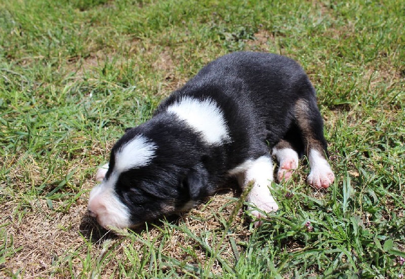 des Mauves Bruyères - Border Collie - Portée née le 28/04/2014