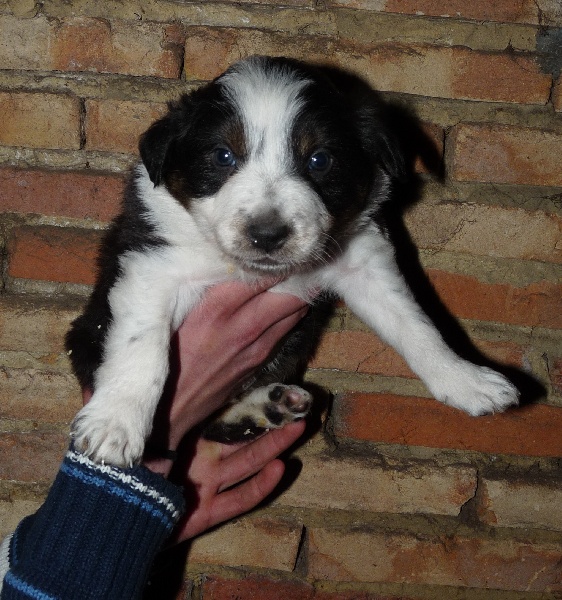 des Mauves Bruyères - Border Collie - Portée née le 27/01/2014