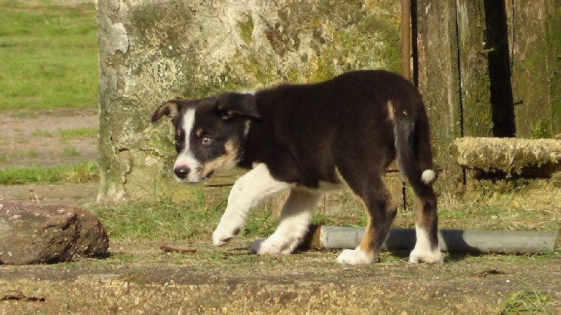 des Mauves Bruyères - Border Collie - Portée née le 26/04/2013
